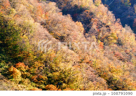 九頭竜湖の秋と紅葉 九頭竜湖の秋と紅葉 108791090