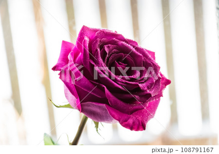 Beautiful purple rose on a background of a window in the morning Beautiful purple rose on a background of a window in the morning 108791167
