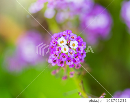 Verbena bonariensis flowers, Argentinian Vervain or Purpletop Vervain, Clustertop Vervain, Tall Verbena, Pretty Verbena, in garden Verbena bonariensis flowers, Argentinian Vervain or Purpletop Vervain, Clustertop Vervain, Tall Verbena, Pretty Verbena, in garden 108791251