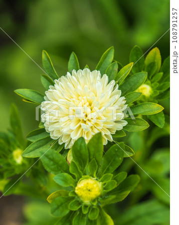 Bunch of white aster flowers. Flowering plant in autumnal garden Bunch of white aster flowers. Flowering plant in autumnal garden 108791257