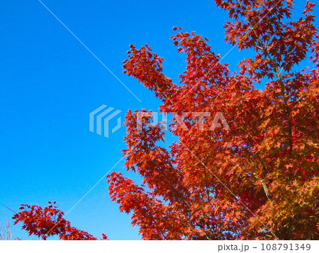 秋イメージ〜鮮やかに色づくモミジ 108791349
