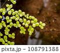 Grail of aquatic plants , duckweed on the water 108791388