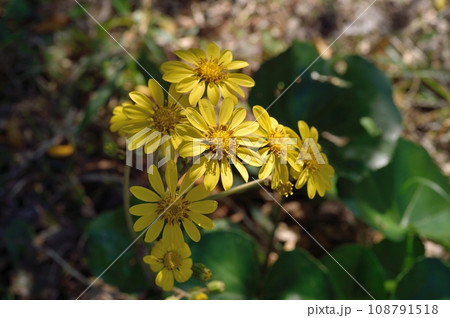 ツワブキの花 108791518