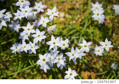 花ニラの花 108791907