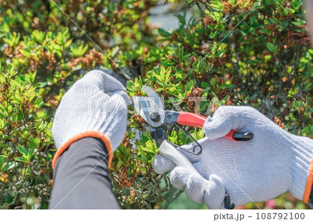 庭木を剪定する庭師・造園業・ガーデナーの男性の手元（ガーデニング） 108792100