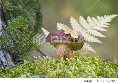 Boletus pinophilus mushroom growing amidst the moss 108792292