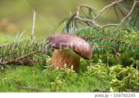 Pine bolete mushroom growing in moss 108792293