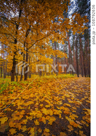 Maple tree leaves background. Colorful autumn Maple tree leaves background. Colorful autumn 108792636