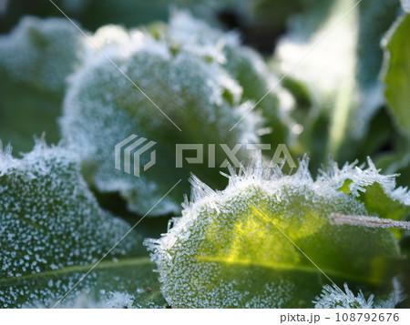 冬の朝の霜が降りた 綺麗な氷の結晶 冬の朝の霜が降りた 綺麗な氷の結晶 108792676