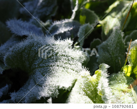 冬の朝の霜が降りた 綺麗な氷の結晶 冬の朝の霜が降りた 綺麗な氷の結晶 108792681