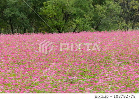 赤そばの花 108792778