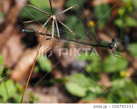 引っ付き虫にくっついてしまったイトトンボ 引っ付き虫にくっついてしまったイトトンボ 108793151