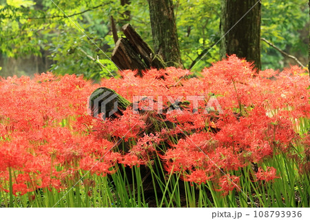 林の中の赤い彼岸花 108793936
