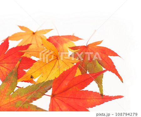 紅葉 落ち葉 白バック 紅葉 落ち葉 白バック 108794279