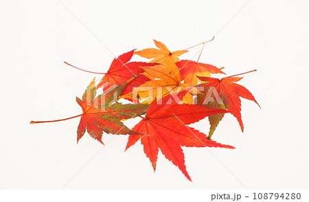 紅葉 落ち葉 白バック 紅葉 落ち葉 白バック 108794280