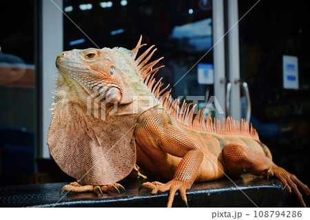 鮮やかなグリーンイグアナ 108794286