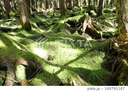 白駒池 と 白駒の森～もののけの森  【長野県佐久穂町と小海町の境 ／ 八千穂高原】 108795187