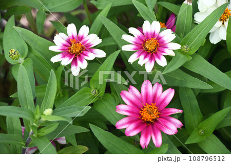 ヒャクニチソウ(百日草) ヒャクニチソウ(百日草) 108796512