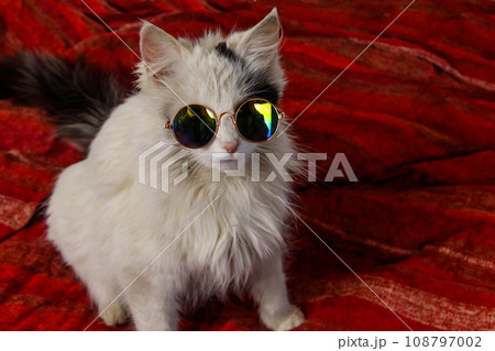 Portrait of a beautiful cute fluffy cat wearing sunglasses 108797002