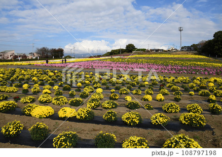 あかぼり小菊の里　伊勢崎市 108797198