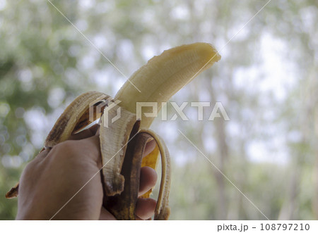 Rotten banana with hand holding on blurred bokeh nature Rotten banana with hand holding on blurred bokeh nature 108797210