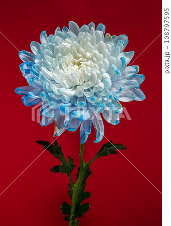 Blue-white chrysanthemum on a red background Blue-white chrysanthemum on a red background 108797595