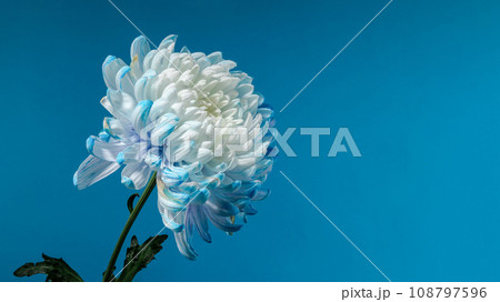Blue-white chrysanthemum on a blue background Blue-white chrysanthemum on a blue background 108797596