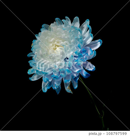 Blue-white chrysanthemum on a black background Blue-white chrysanthemum on a black background 108797599