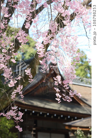 上賀茂神社の枝垂れ桜 108798253