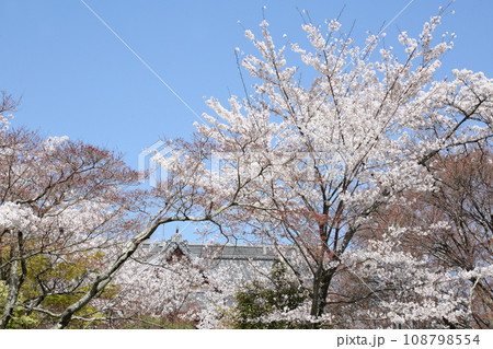 将軍塚青龍殿の桜 108798554
