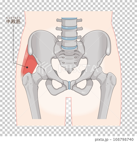 gluteus medius, hip joint, femur, pelvis, muscle, illustration gluteus medius, hip joint, femur, pelvis, muscle, illustration 108798740