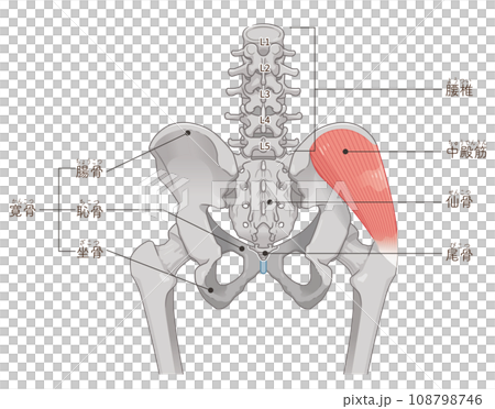 臀中肌、髖關節、股骨、骨盆、肌肉、插圖 108798746