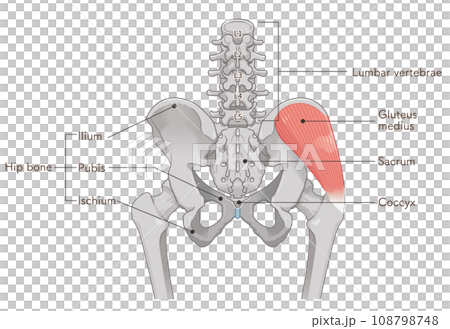 gluteus medius, hip joint, femur, pelvis, muscle, illustration 108798748