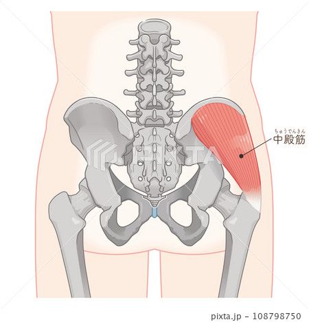 中殿筋、gluteus medius、股関節、大腿骨、骨盤、筋肉、イラスト、illustration 108798750
