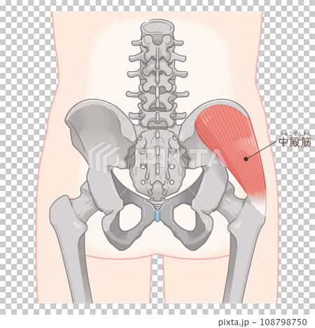 中殿筋、gluteus medius、股関節、大腿骨、骨盤、筋肉、イラスト、illustration 108798750