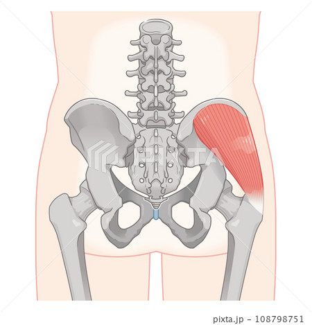 中殿筋、gluteus medius、股関節、大腿骨、骨盤、筋肉、イラスト、illustration 108798751