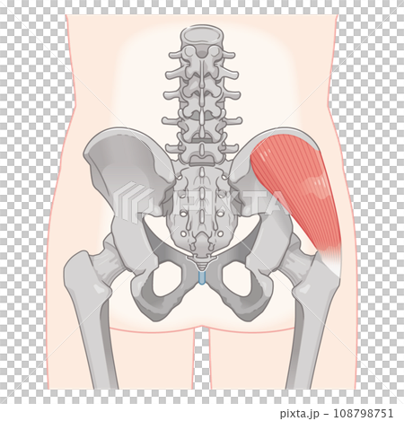 中殿筋、gluteus medius、股関節、大腿骨、骨盤、筋肉、イラスト、illustration 108798751