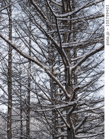 雪が積もる山の木々 雪が積もる山の木々 108799403