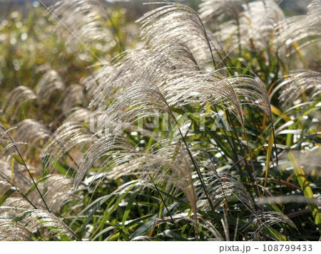 河川敷に自生するススキ 河川敷に自生するススキ 108799433