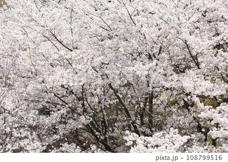将軍塚青龍殿展望台から見た桜 108799516