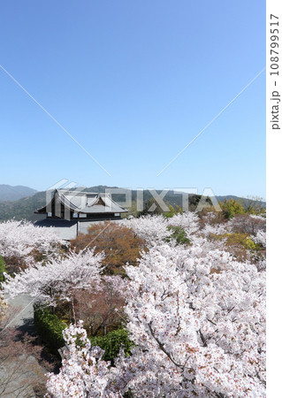 将軍塚青龍殿の桜 将軍塚青龍殿の桜 108799517