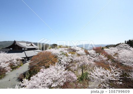 将軍塚青龍殿の桜 将軍塚青龍殿の桜 108799609