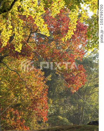 奈良公園春日野園地の紅葉 奈良公園春日野園地の紅葉 108799700