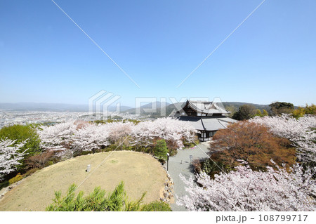 将軍塚青龍殿展望台から見た桜と京都市内 将軍塚青龍殿展望台から見た桜と京都市内 108799717