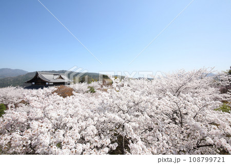 将軍塚青龍殿の桜 将軍塚青龍殿の桜 108799721