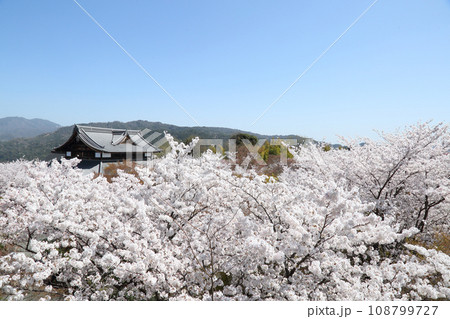将軍塚青龍殿の桜 将軍塚青龍殿の桜 108799727