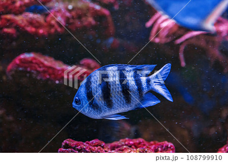 Underwater shot of fish Abudefduf saxatilis 108799910