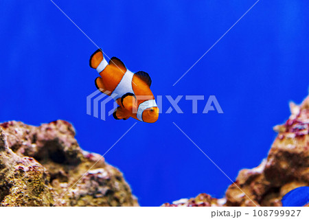 Underwater shot of fish Amphiprion ocellaris 108799927