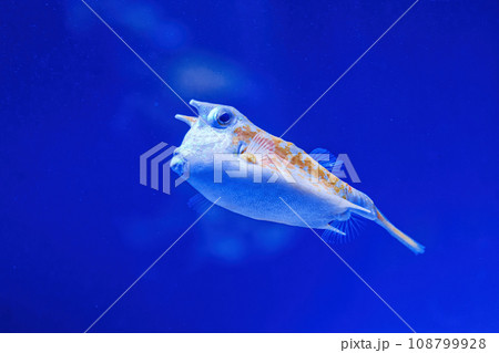 Underwater shot of fish Lactoria cornuta 108799928