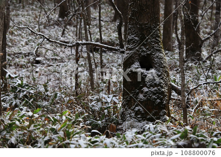初雪の森 木の洞 初雪の森 木の洞 108800076